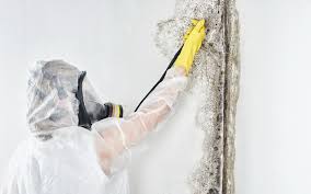 Why You Should Choose Our Mold Remediation Services in Paris, MO